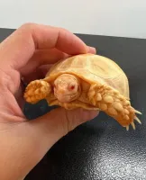 Albino sulcata tortoises for sale