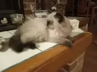 Dieren Dieren