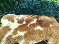 Hoogwaardige Nederlandse schapenvellen