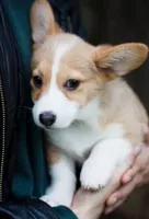 Schattige en getrainde Corgi-puppy's